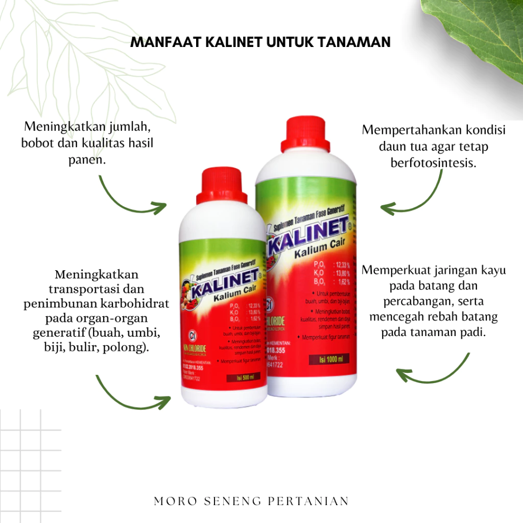 Kalinet